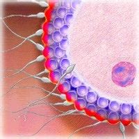 Impregnorium: a collection of impregnation stories. : r/Breeding.